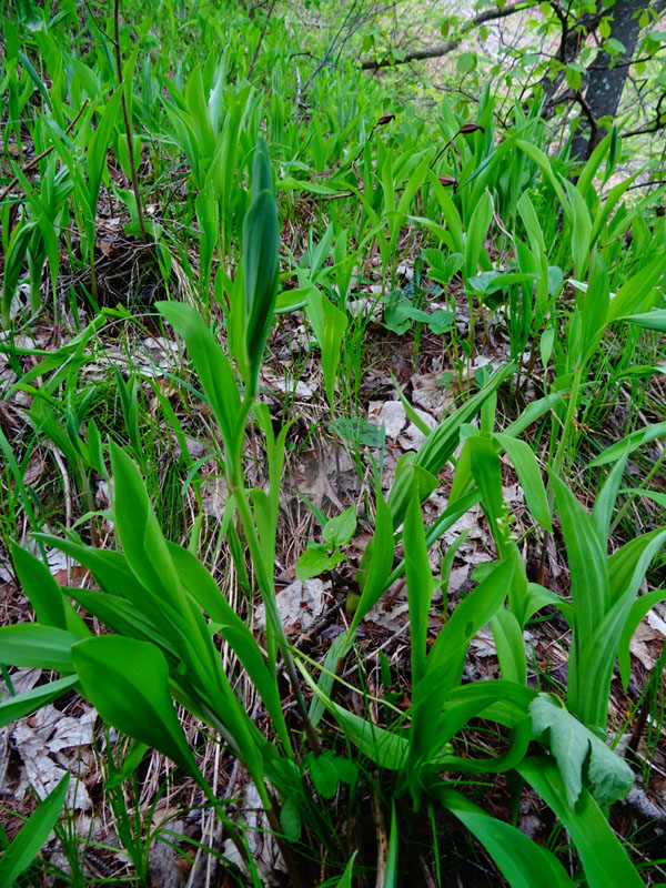 Convallaria majalis - Veratrum album e Cypripedium calceolus